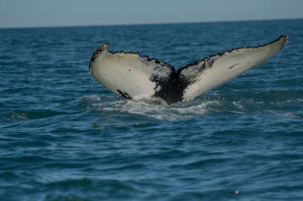 whale watching