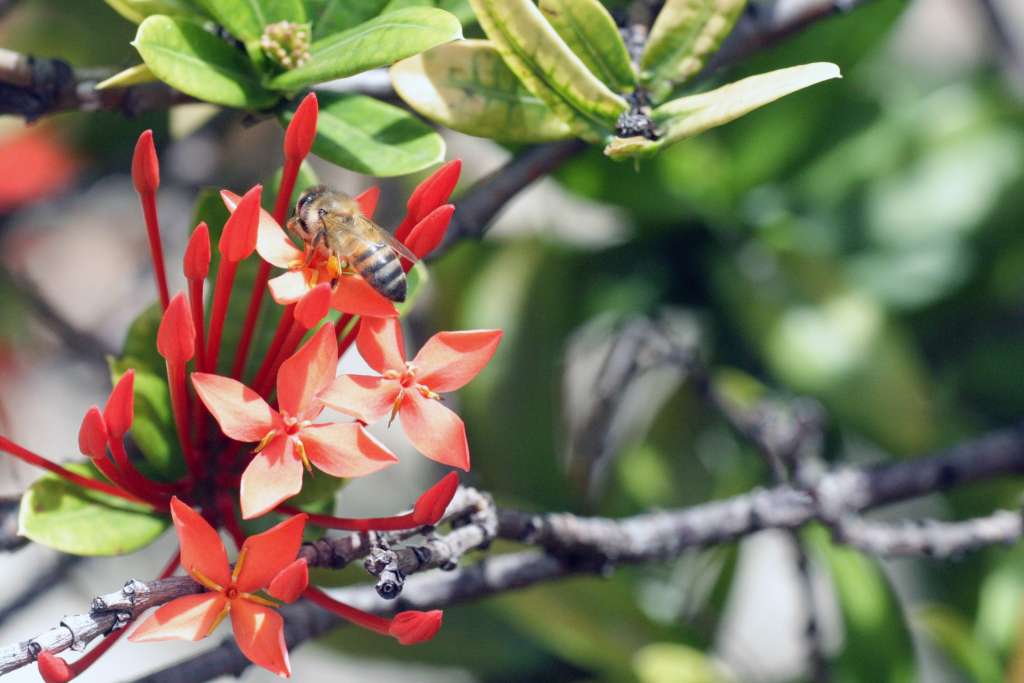 reasons-to-visit-barbados-flower