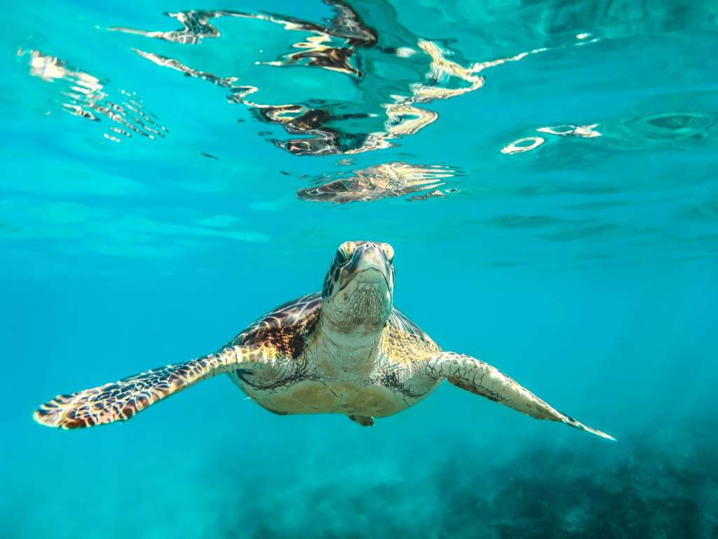 reasons-to-visit-barbados-sea-turtles