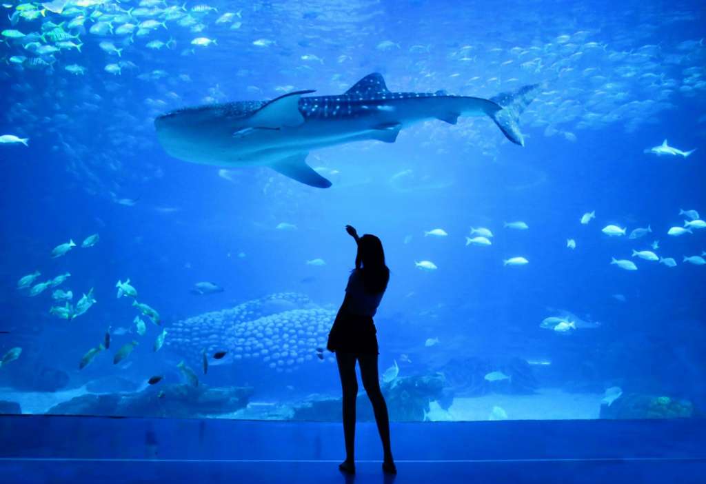 reasons-to-visit-dubai-fish