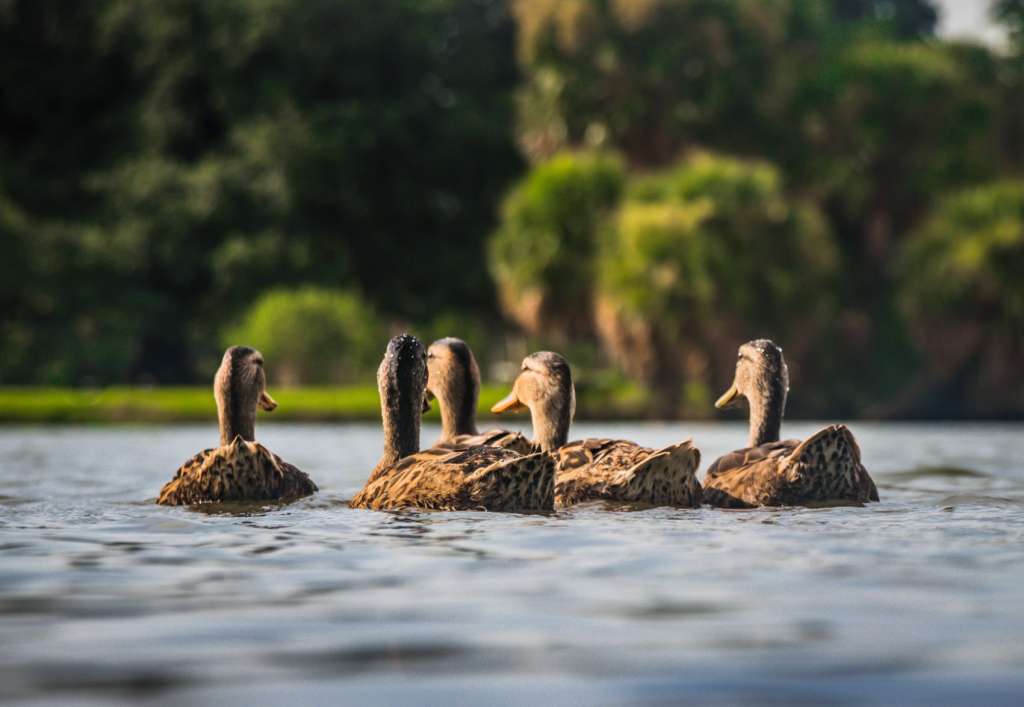 reasons-to-visit-orlando-ducks