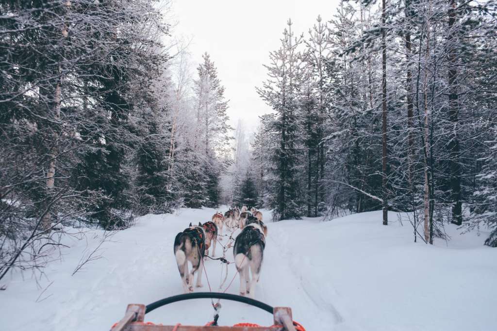 Dog Sledding