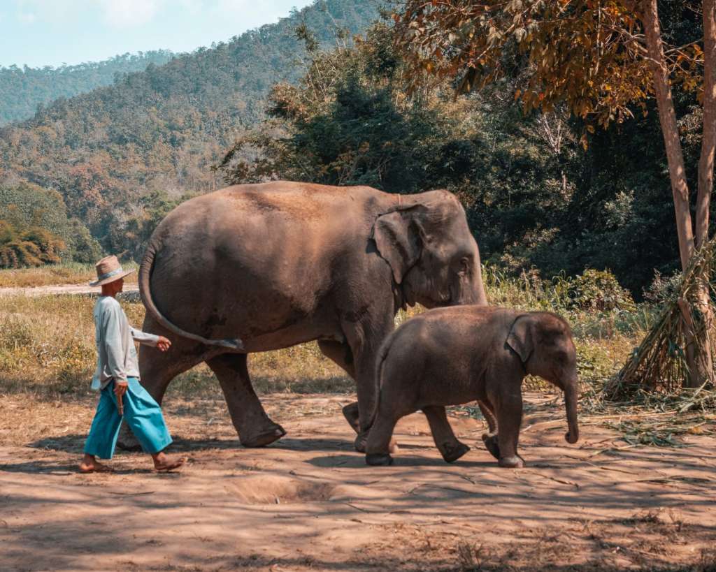 reasons-to-visit-thailand-animals