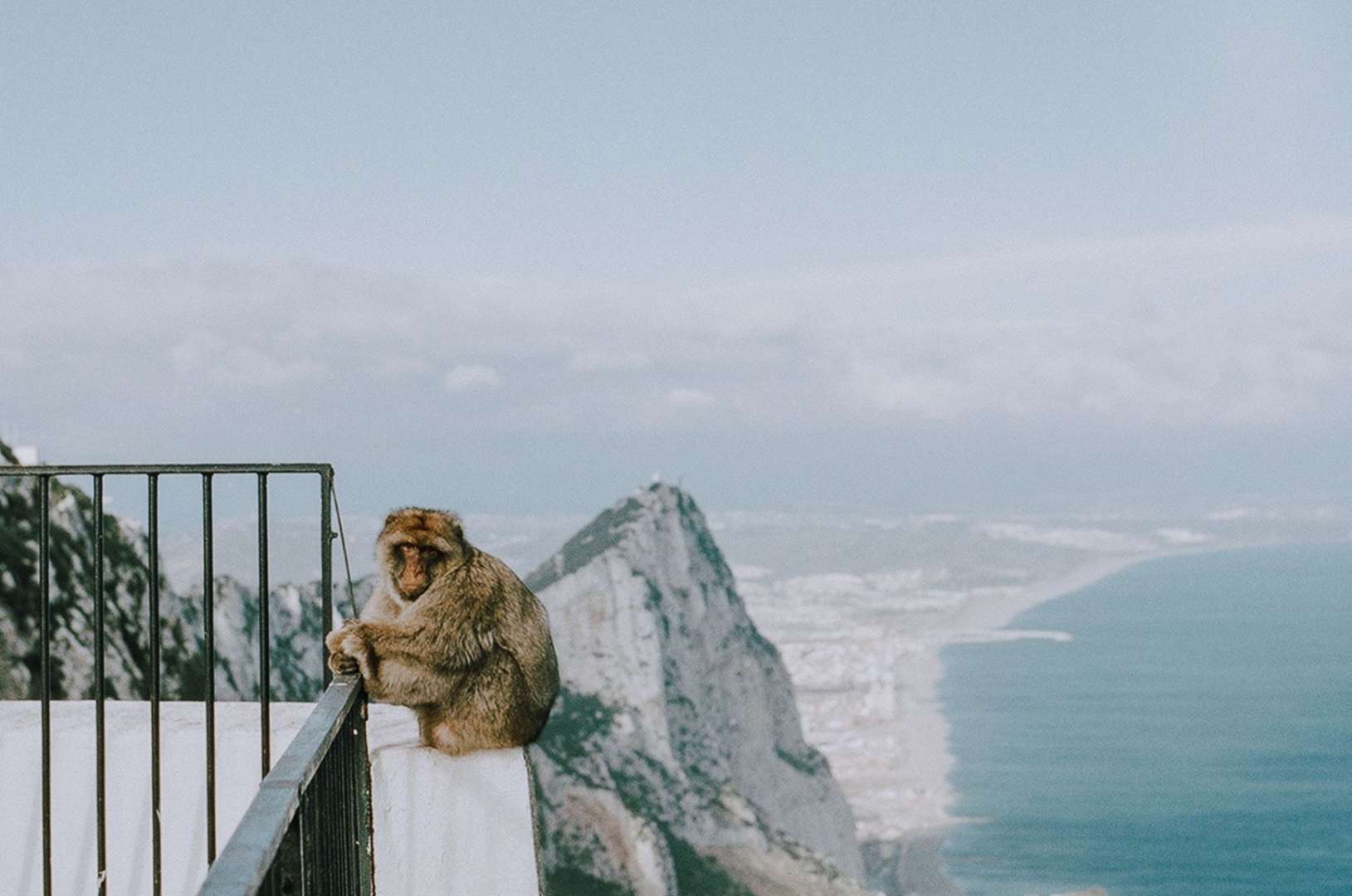 Reasons to Visit Gibraltar - The Monkeys